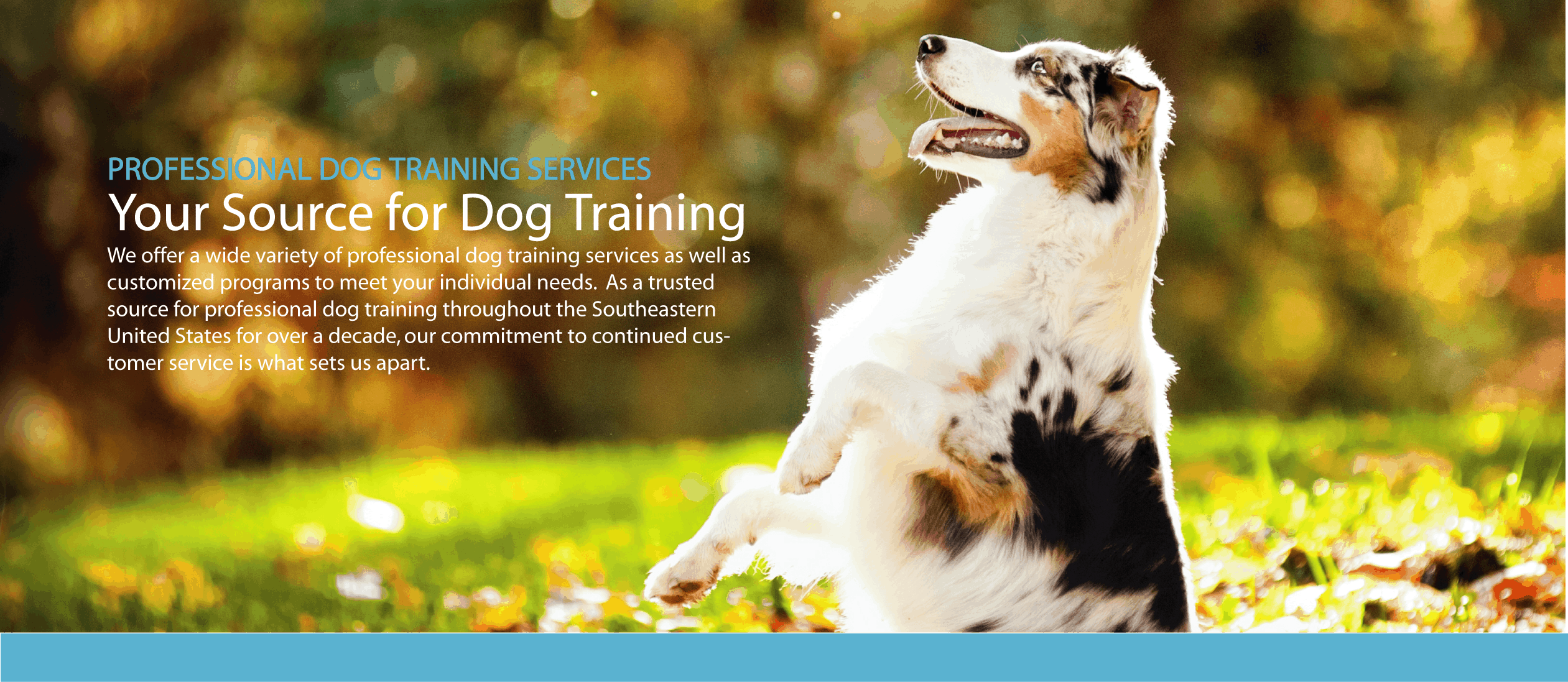 Quality dog training services customized to meet your individual needs.