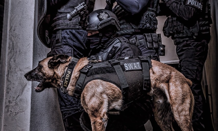 police-k9-sales-and-training.jpg