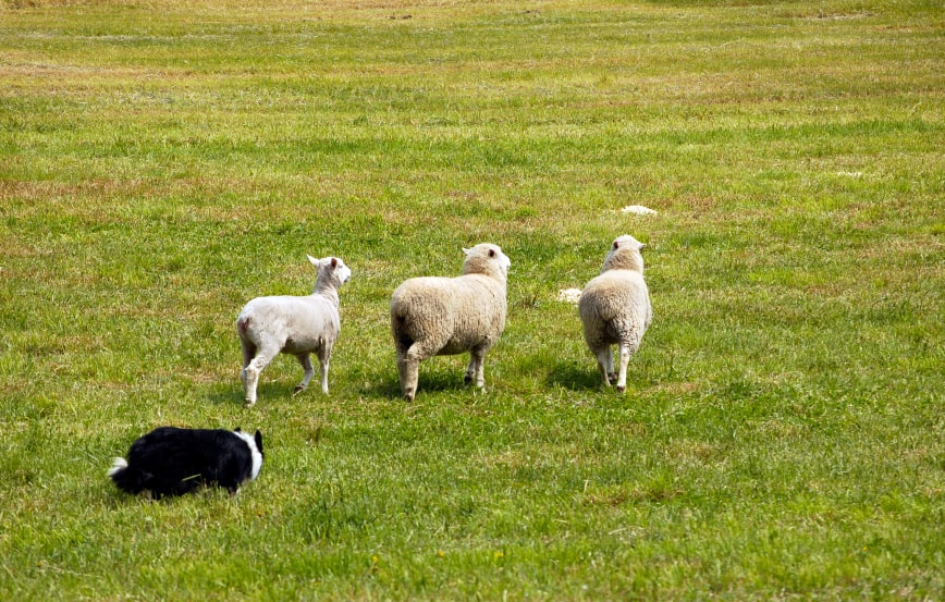 Group Class Dog Training Dog Training, Police K9, Dog Trainer School Group Class Dog Training Dog Training, Police K9, Dog Trainer School