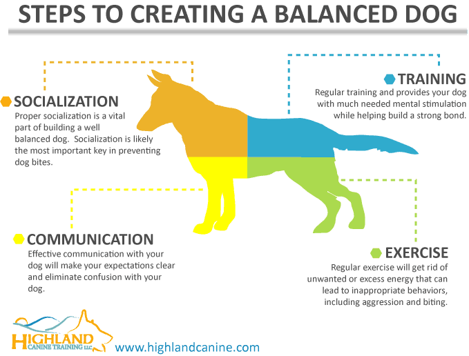 creating a well balanced dog