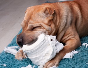 destructive dog chewing