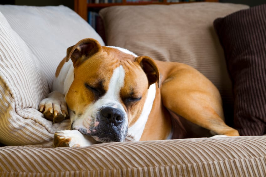 disobedient school for dogs