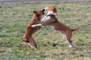 problem between dogs fighting