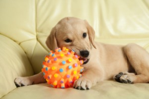 puppy chewing destructive dog behavior