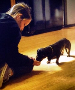 dog training with dachshund