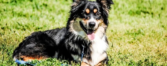 ... dog I completed all the training and helped him get over the dog ... School for Dog Trainers" | Dog Training, Police K9, Dog Trainer School