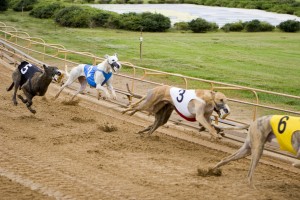 Greyhound Racing Has Been a Part of the Breed History for Centuries