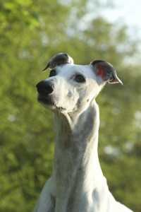The Greyhound Breed are known for their speed and agility