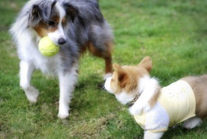 Socialize your puppy with socially appropriate dogs