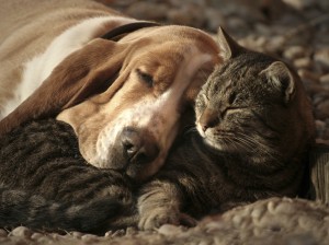 Basset Hounds are good with other animals