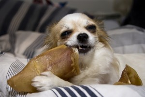 Occupy your dog with appropriate things to chew on