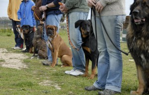 Obedience Trials are a great way to strenghten the bond between you and your dog