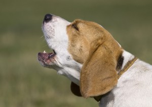 Tips to help you learn about some health issues your Beagle may have