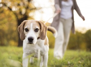 Helpful hints on maintaining your Beagle