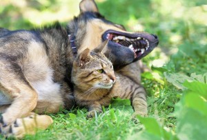Signs that your dog and cat are making progress