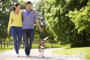 Pay attention to your dog during walks when leash training