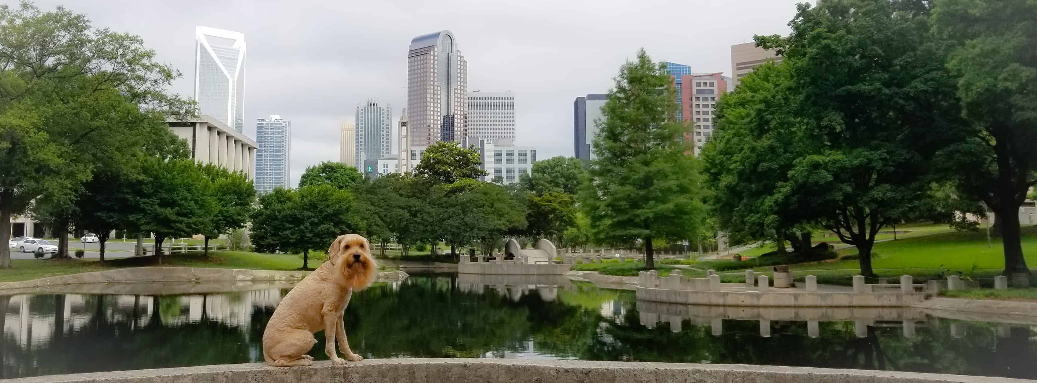 Expert Dog Training Charlotte NC Dog Training, Behavior Modification