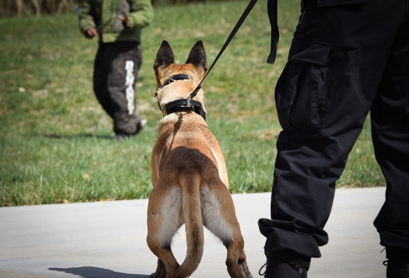 Police K9 Training & Sales Affordable and Reliable Police Dogs
