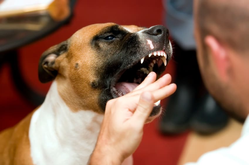 Why Dogs Bite and How to Control Dog Biting - Dog Training ...