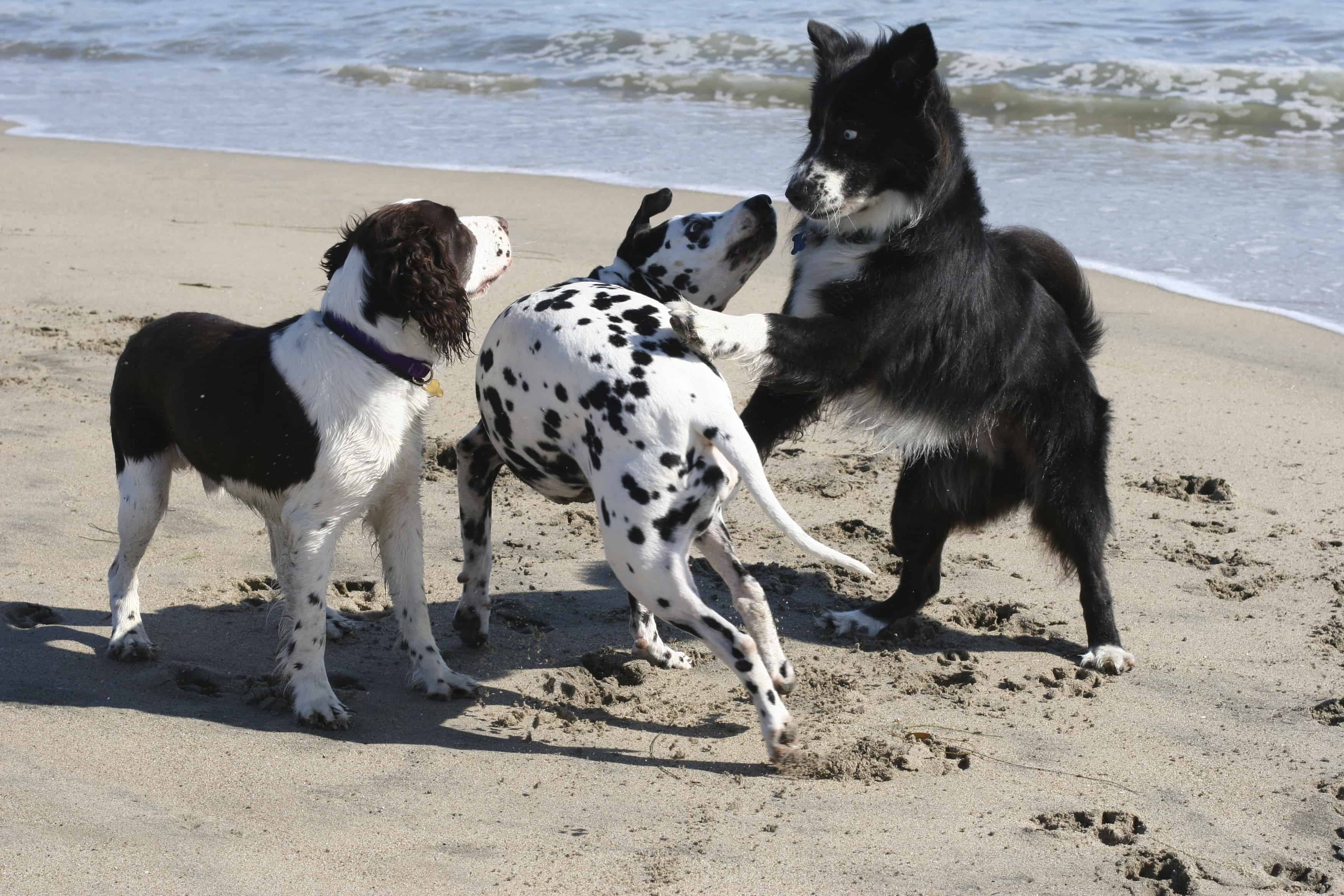 What To Do When Your Dog Is Being Bullied Dog Training, Police K9