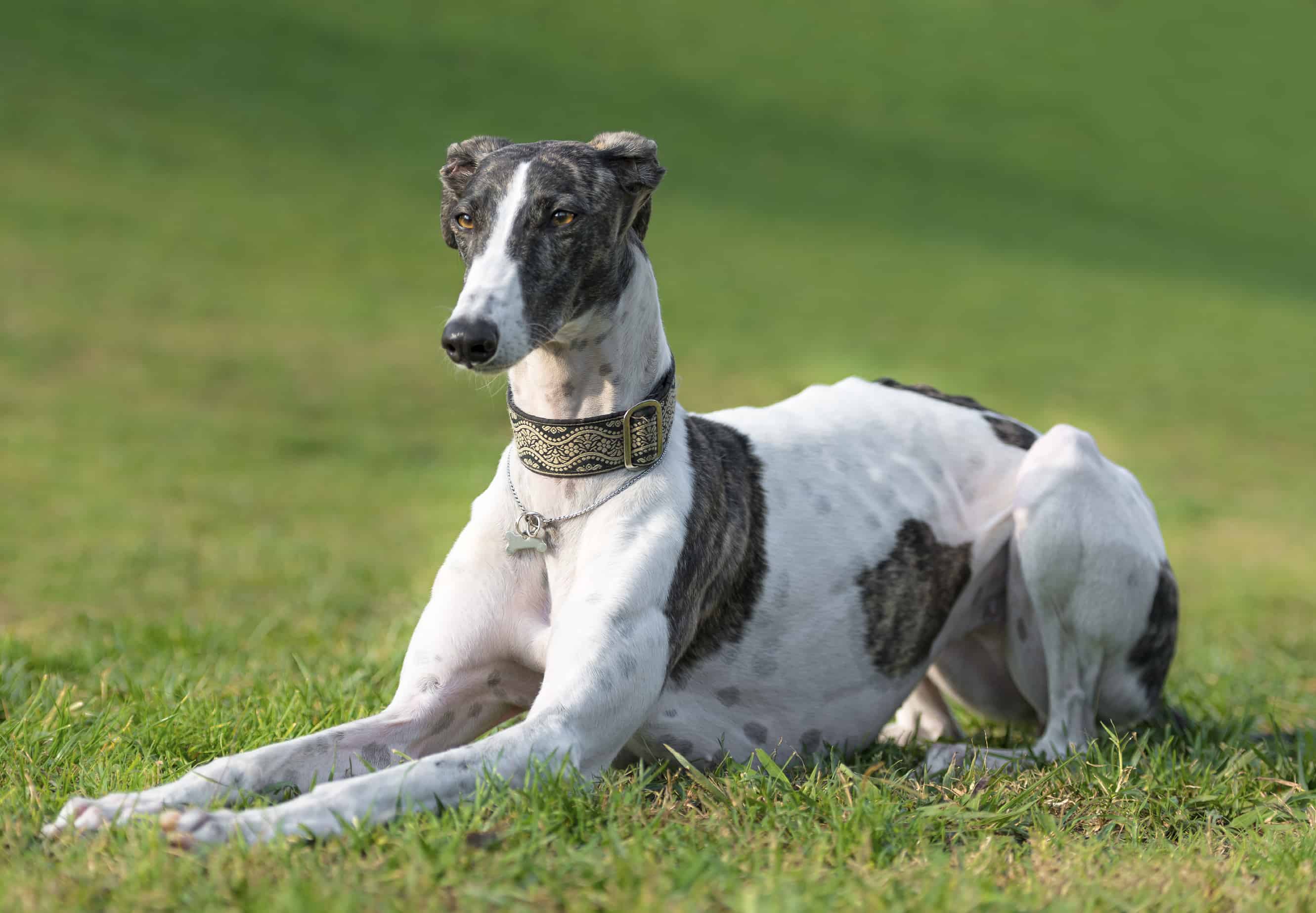 About the Breed: Greyhound - Highland Canine: Professional ...