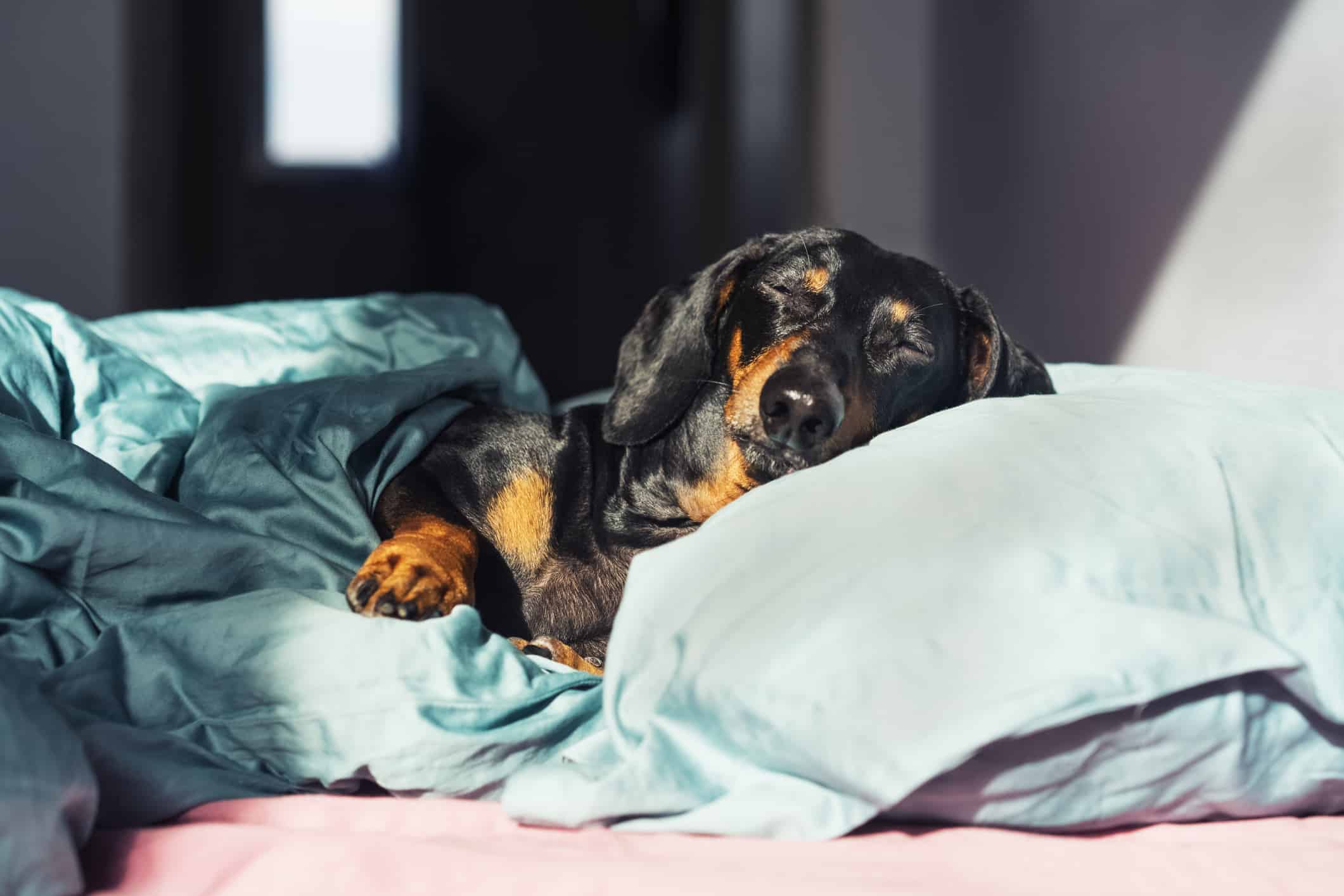 About The Breed Dachshund Highland Canine Professional Dog